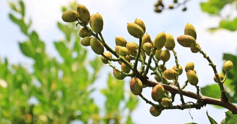 Tratamiento Fitosanitario Pistachos